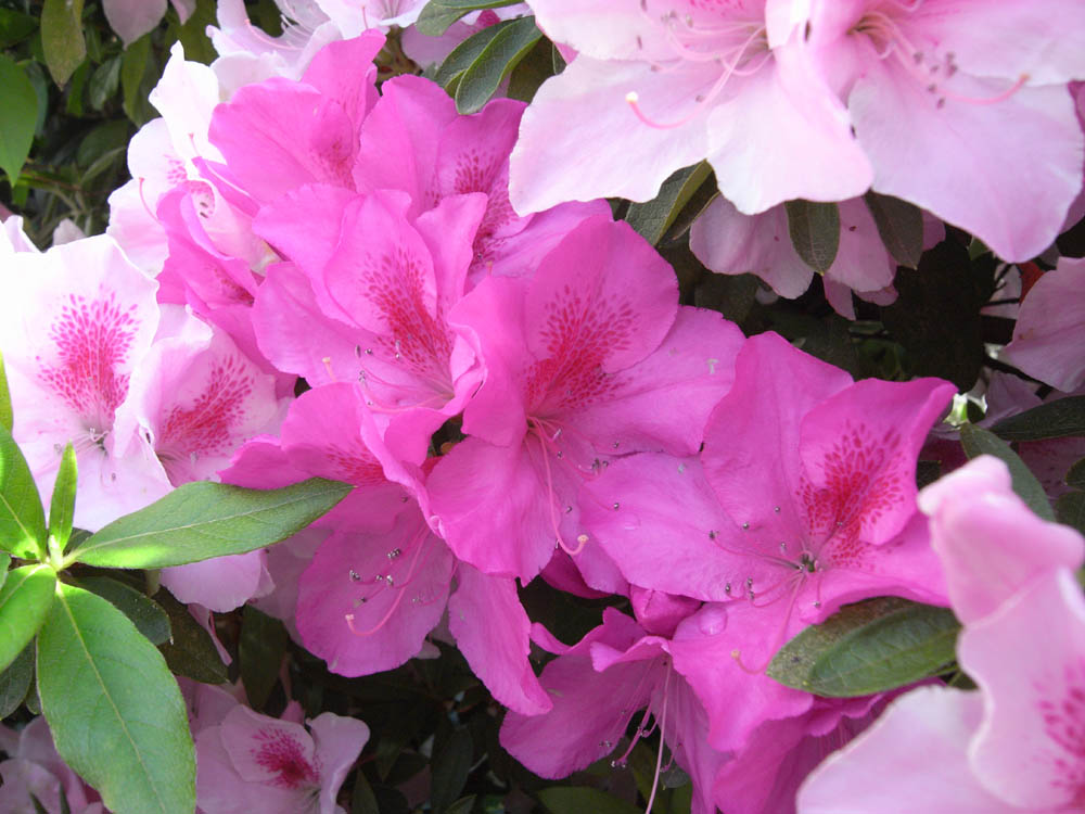 ���J���̂Q