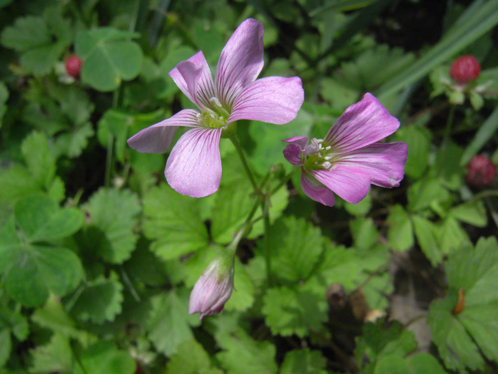 �i���̕s���O�R�j