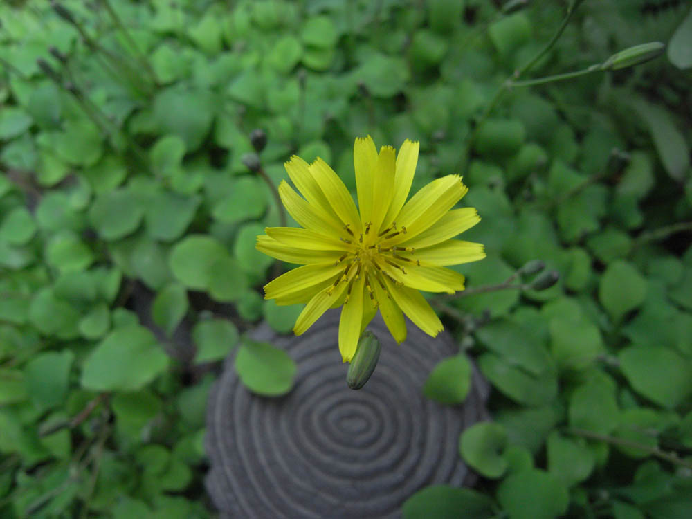 �i���̕s���P�T�j