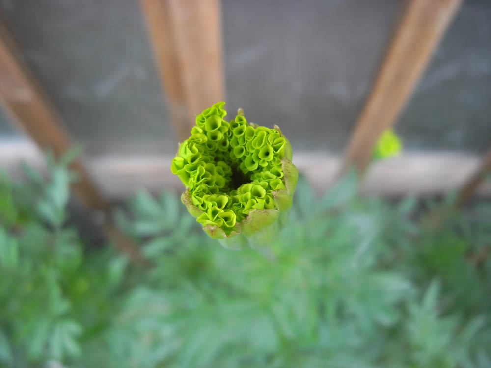 �T���P�R��