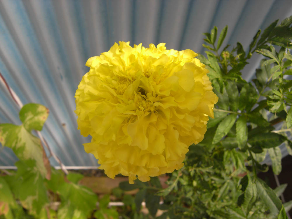 �V���Q�W��