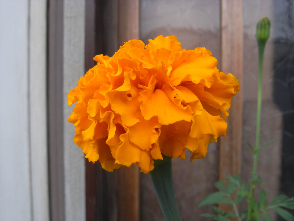 �U���O�W��