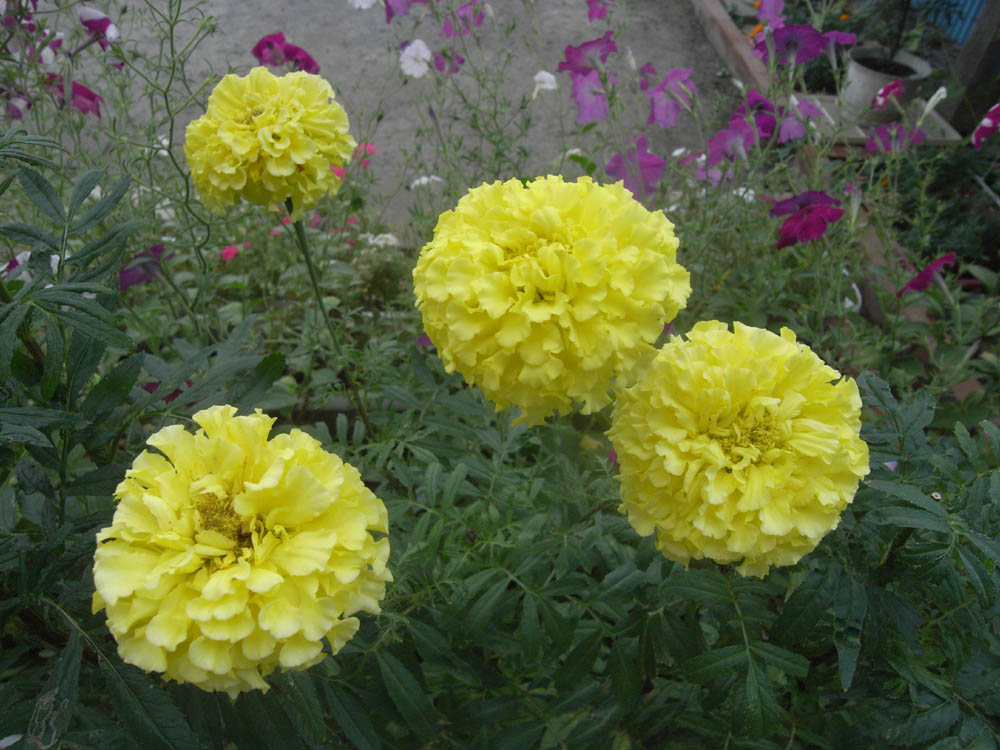 �U���P�Q��