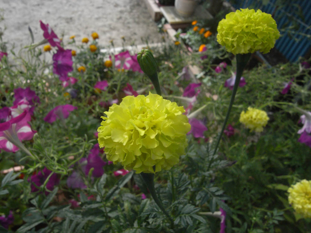 �U���P�T��