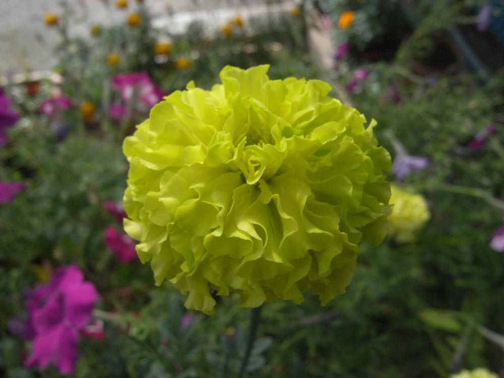 �U���P�V��