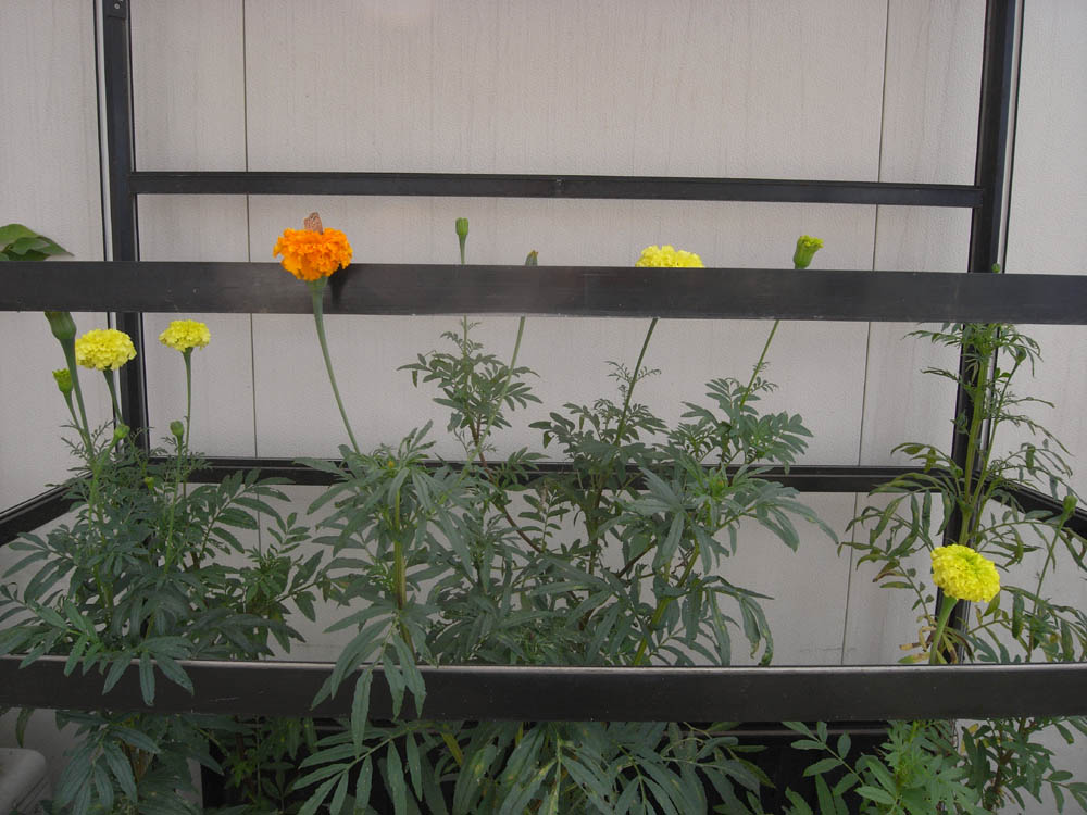 �U���P�X��