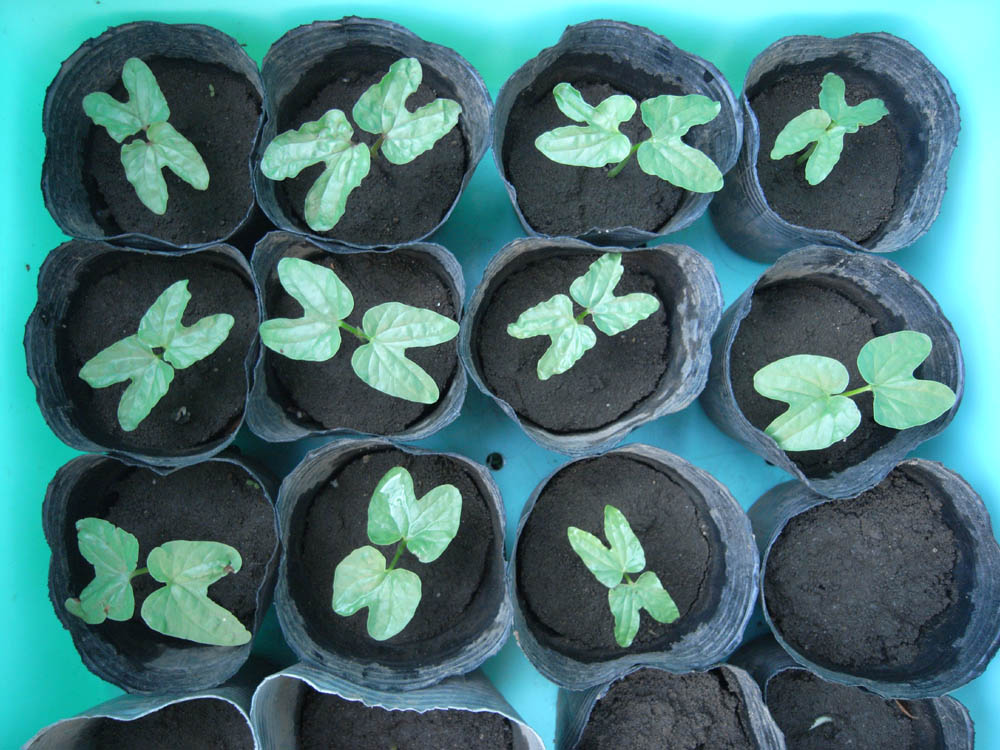 �T���O�S��