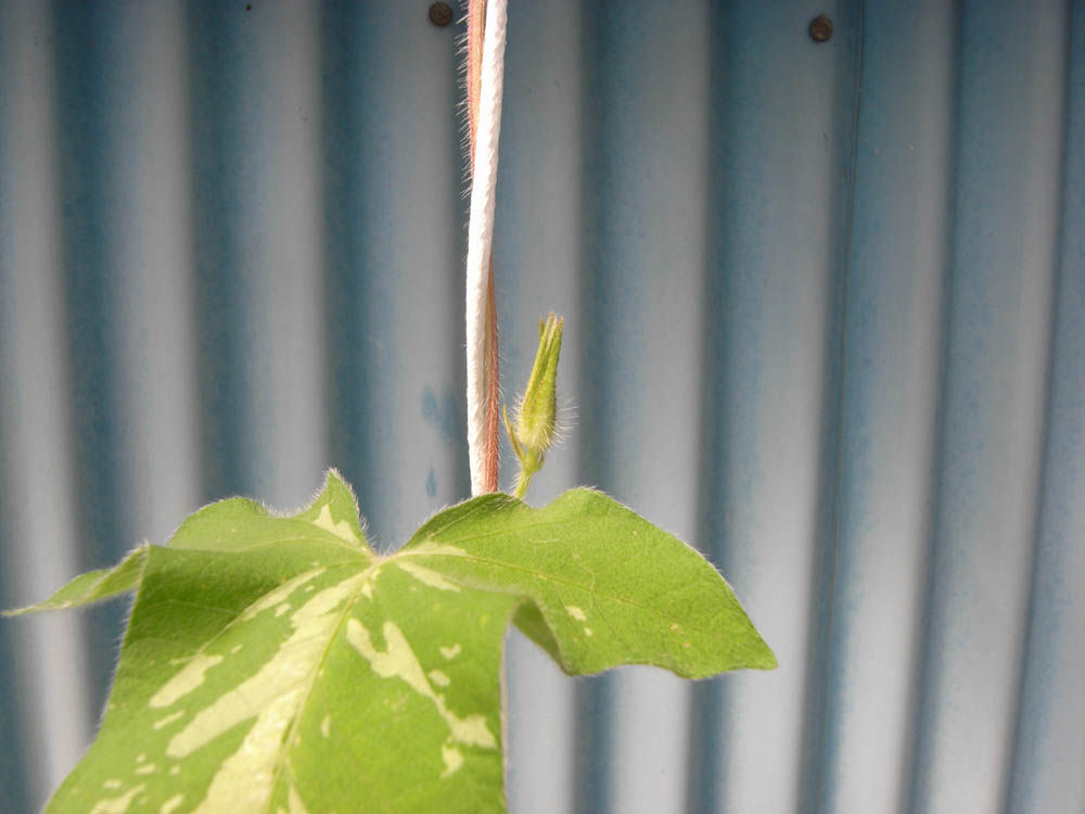 �T���P�R��