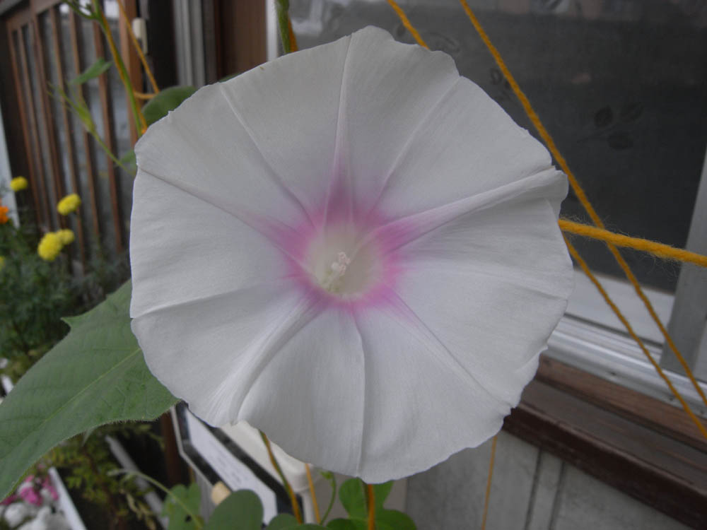 �U���O�P��