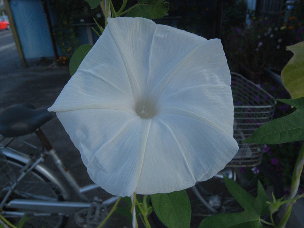 �U���O�W��