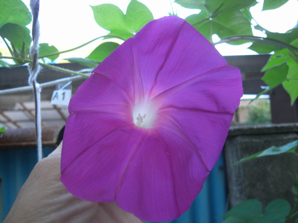 �U���P�Q��