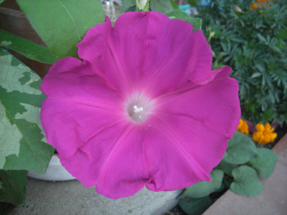 �U���P�T��