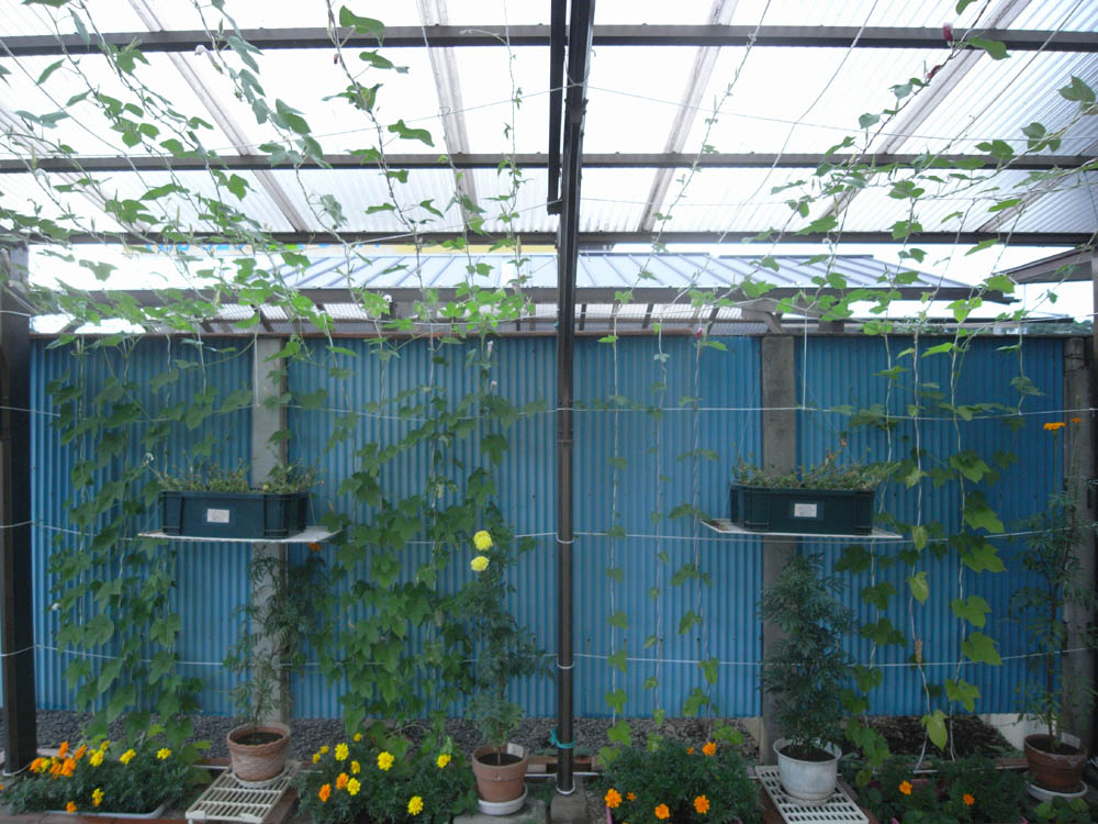 �U���P�X��