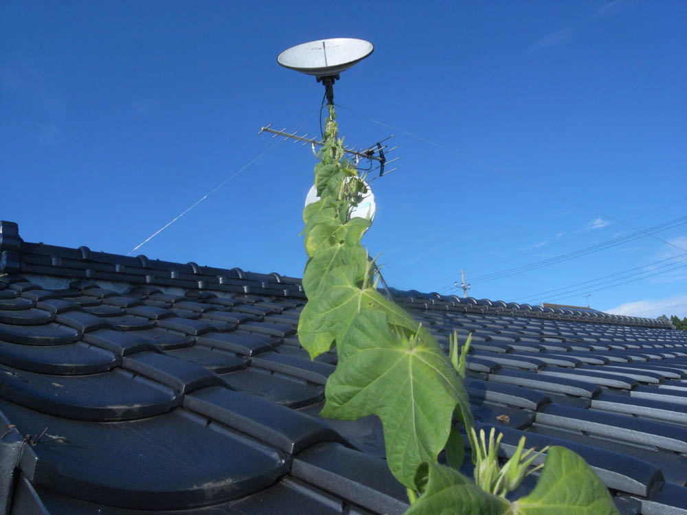 �X���P�P��