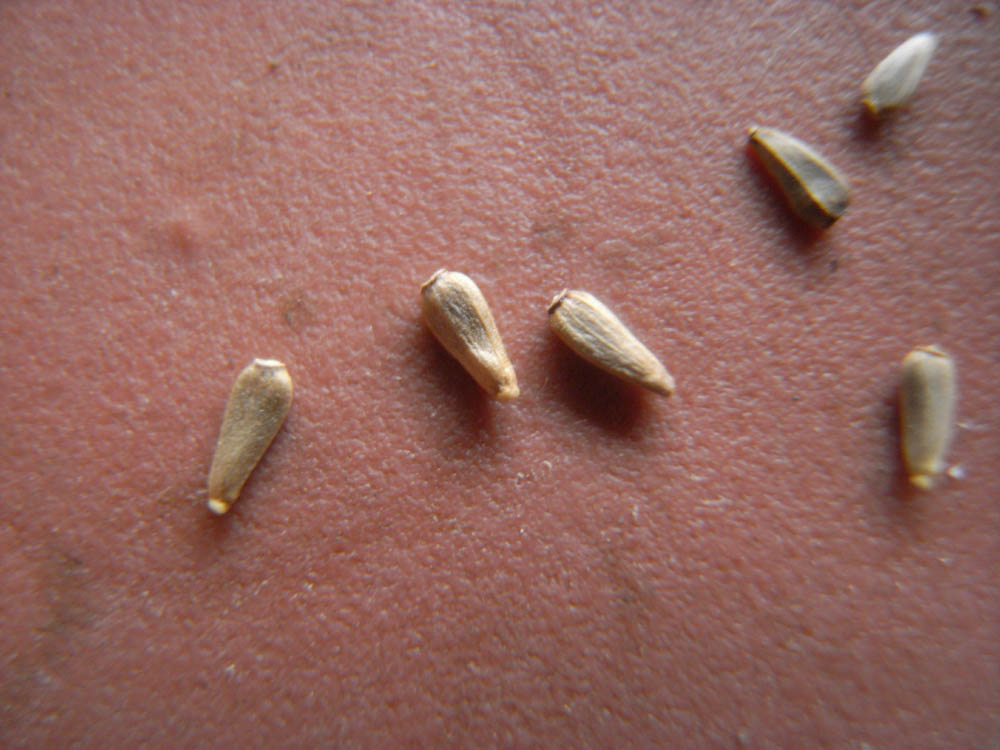 �T���P�W��