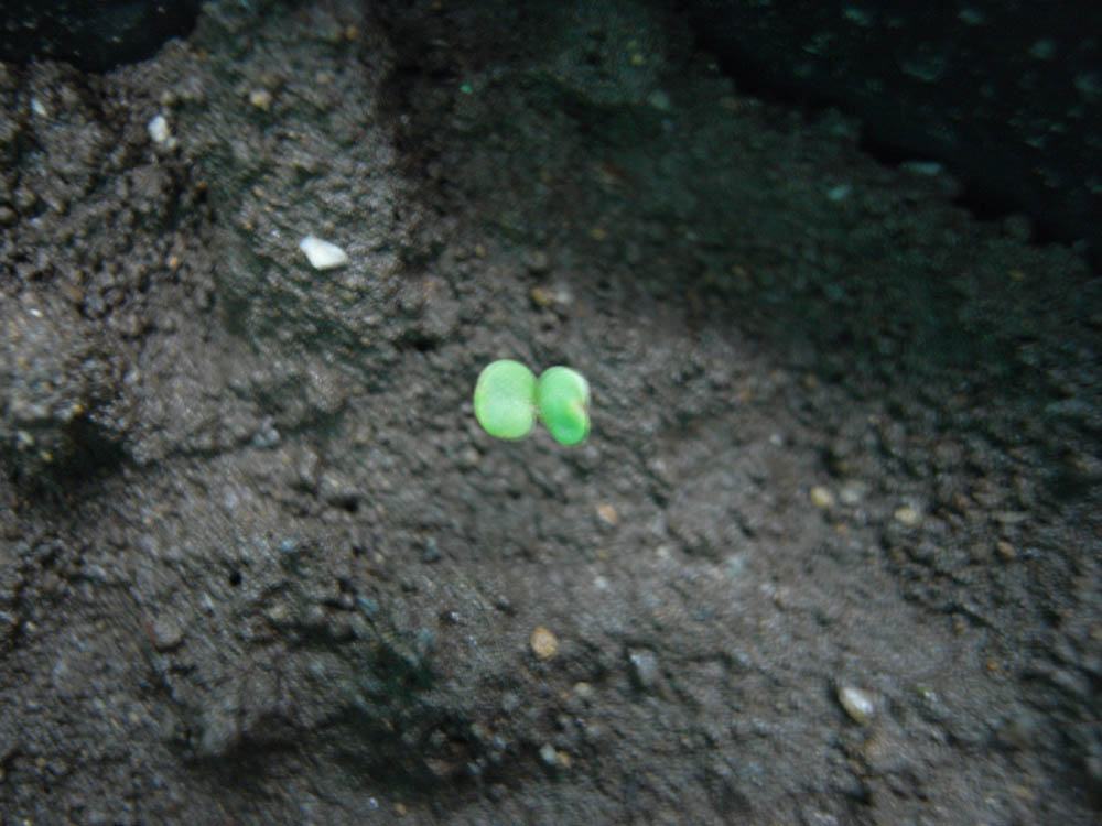 �T���Q�T��