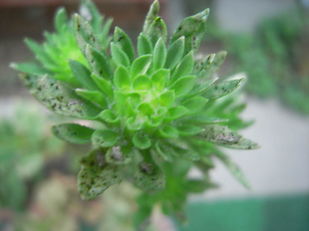 �W���P�V��