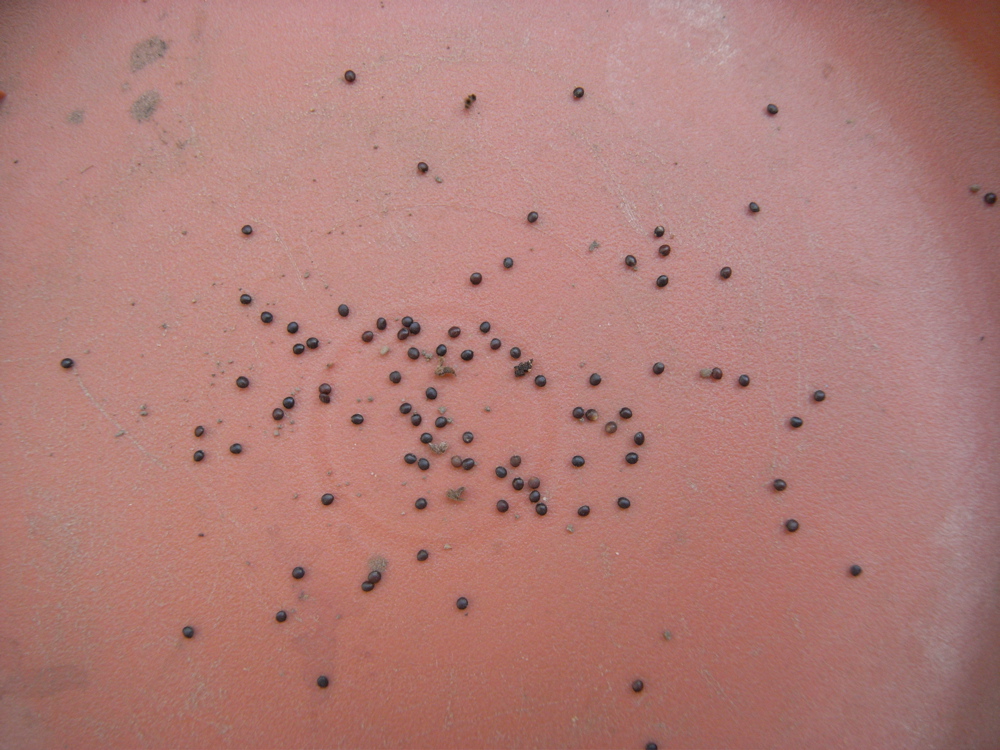 �T���Q�O��