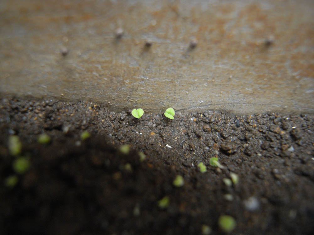 �T���Q�W��