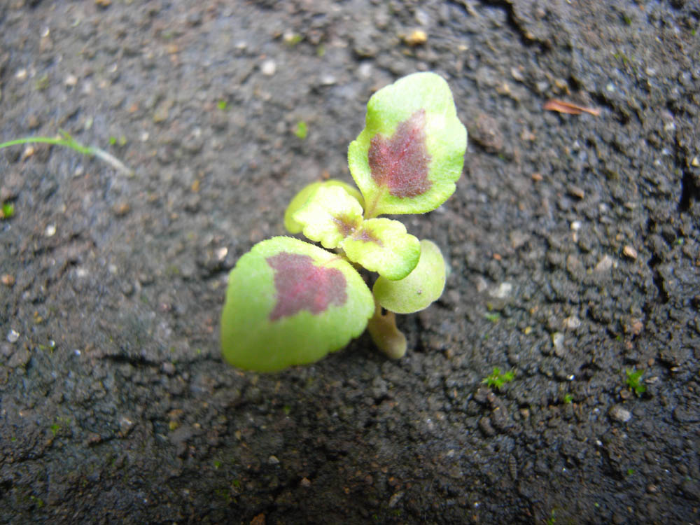 �T���O�S��