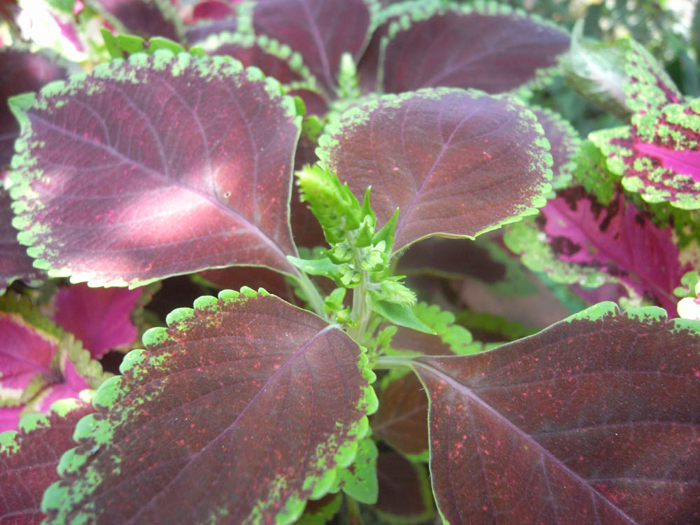 �T���O�V��