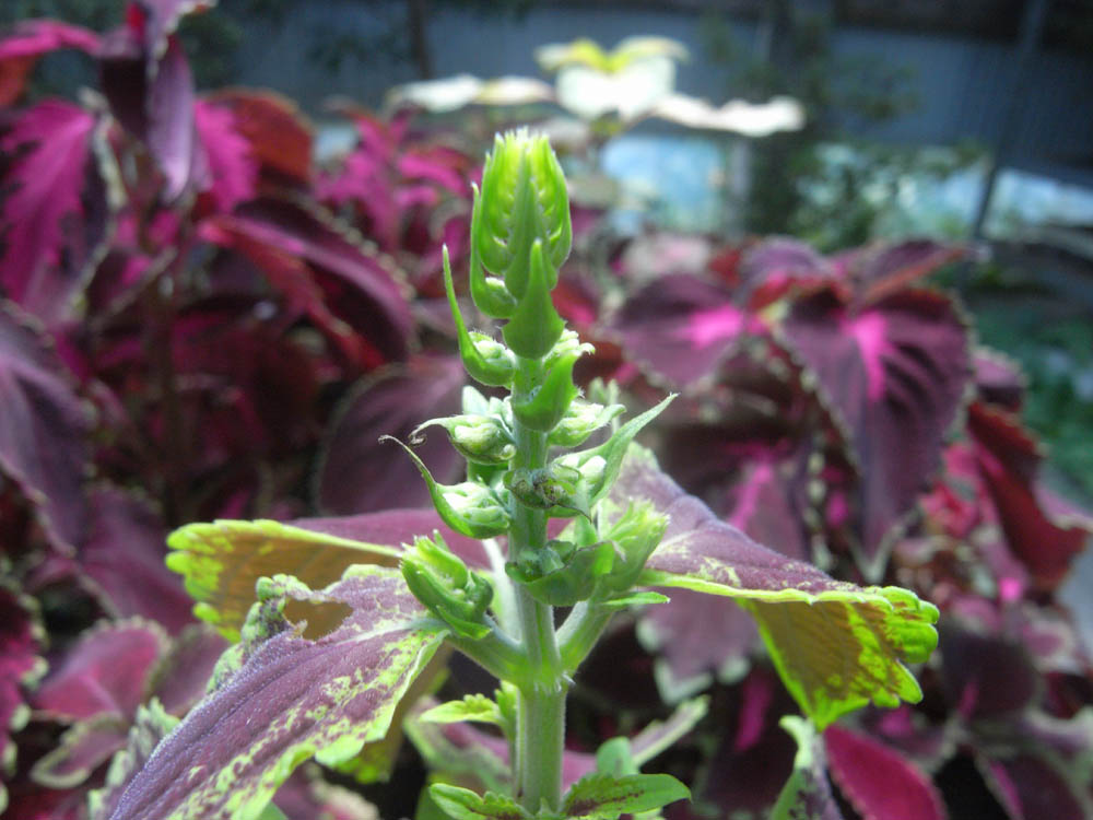 �T���P�R��