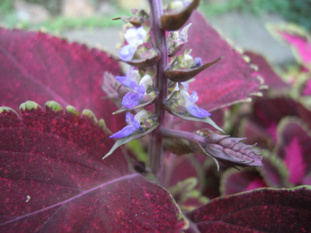 �W���Q�X��