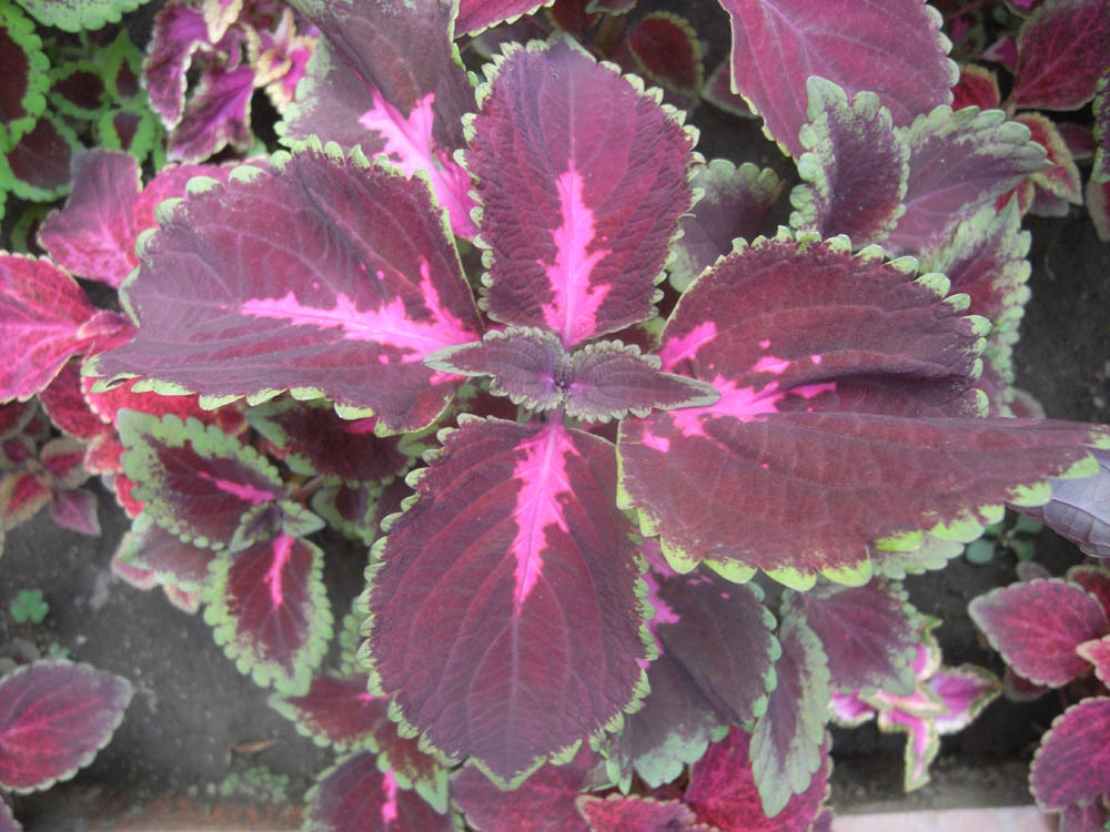 �T���Q�T��