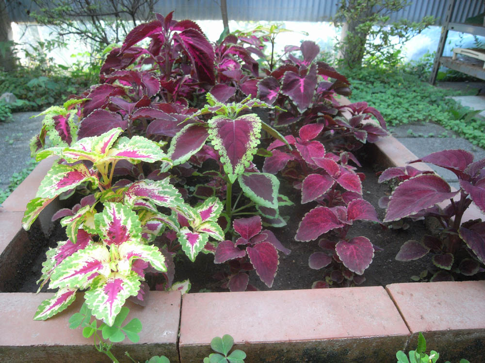 �U���O�P��