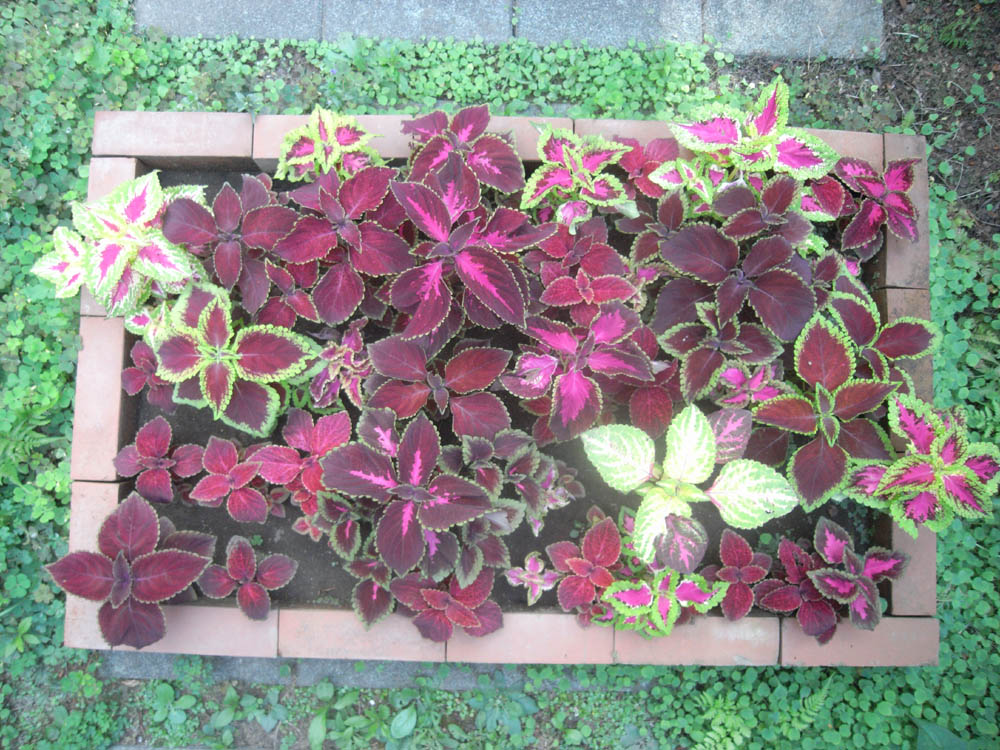 �U���O�R��