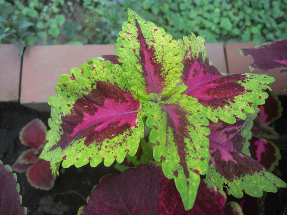 �U���P�Q��