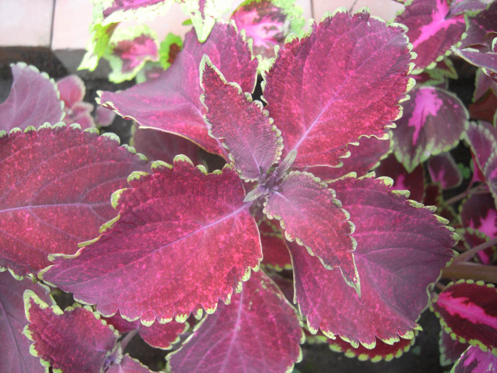 �U���P�T��