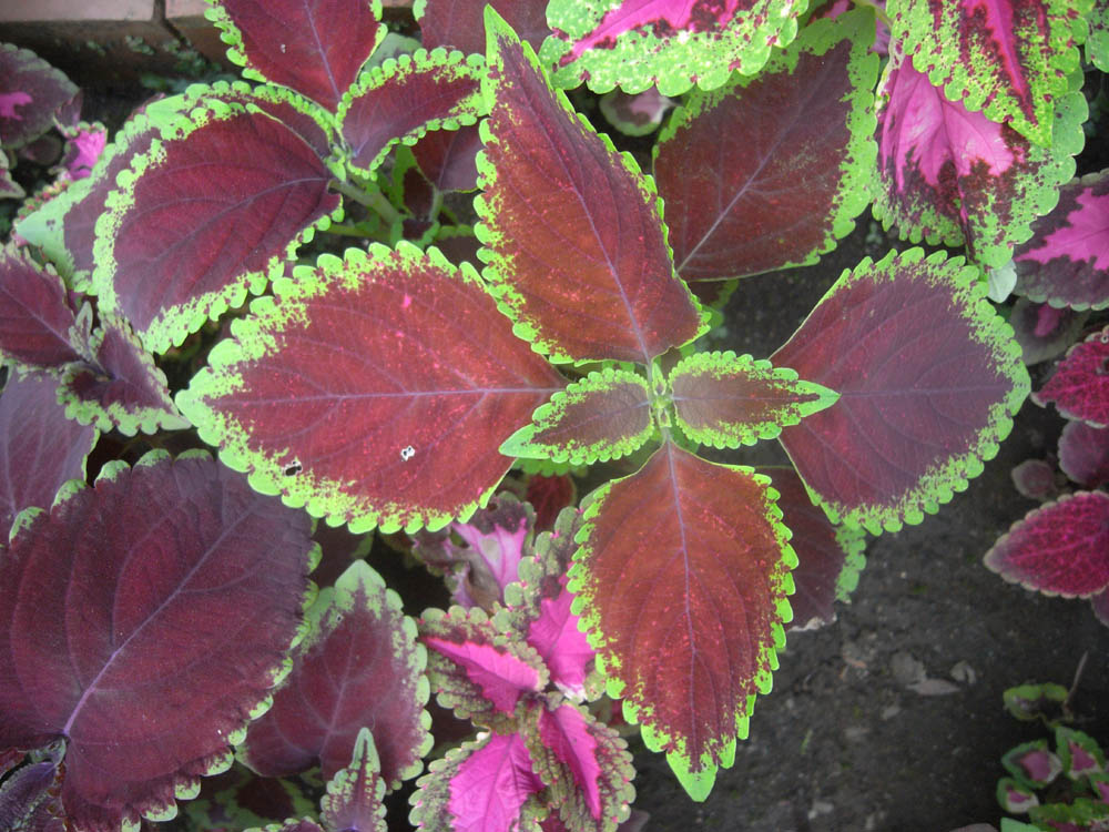 �U���P�V��