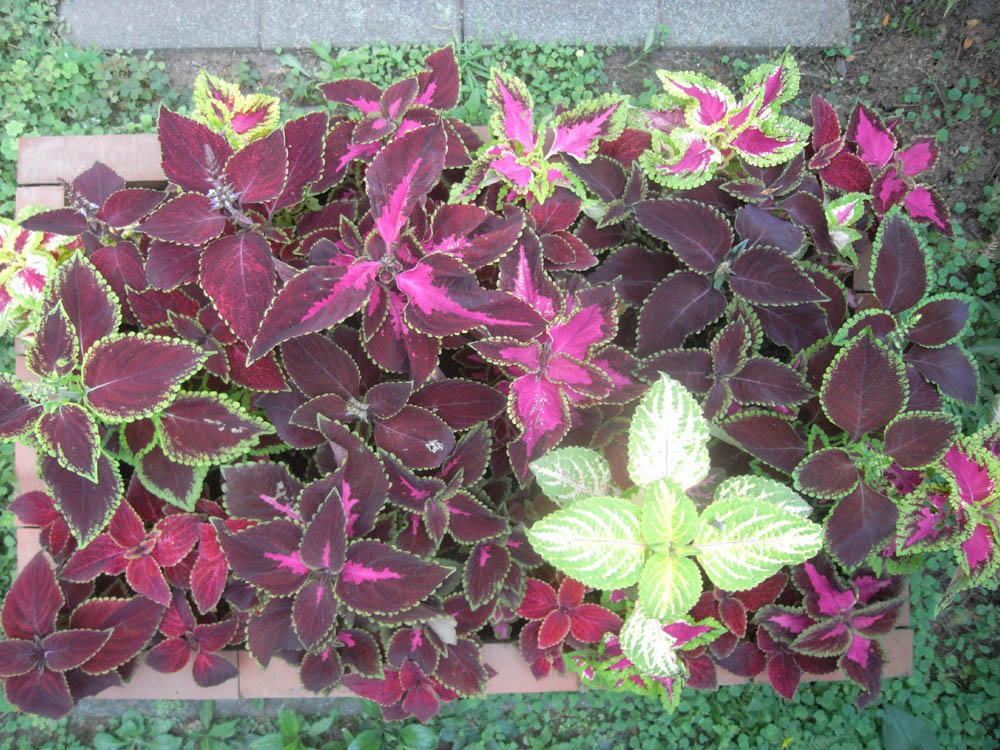 �U���P�X��