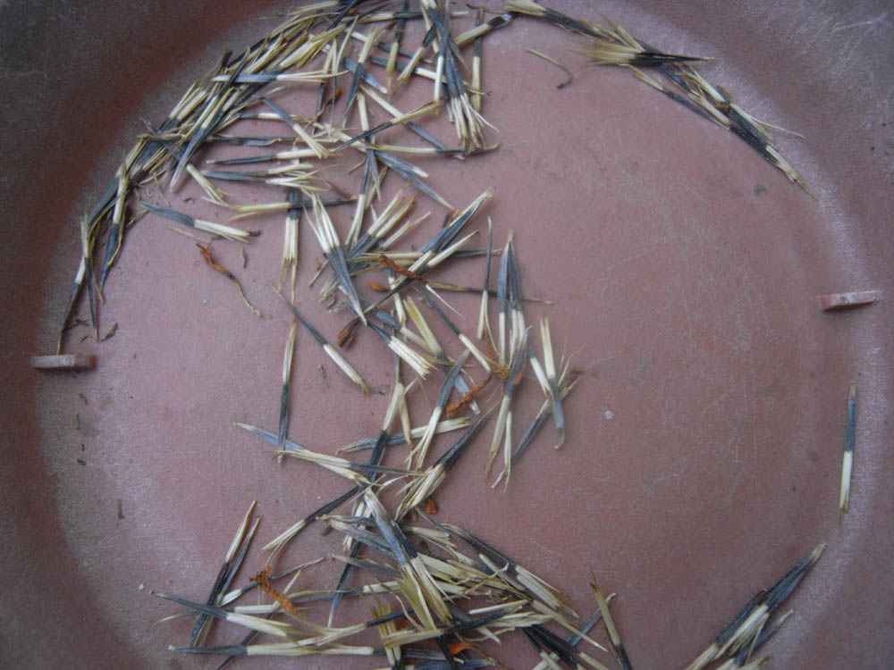 �T���P�W��