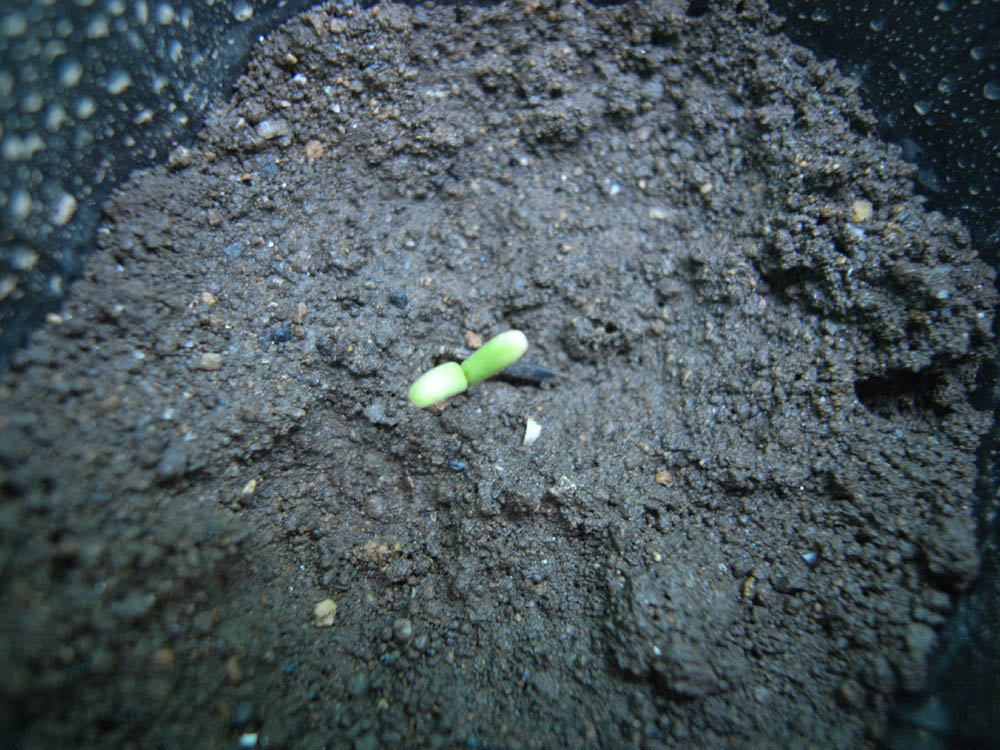 �T���Q�T��