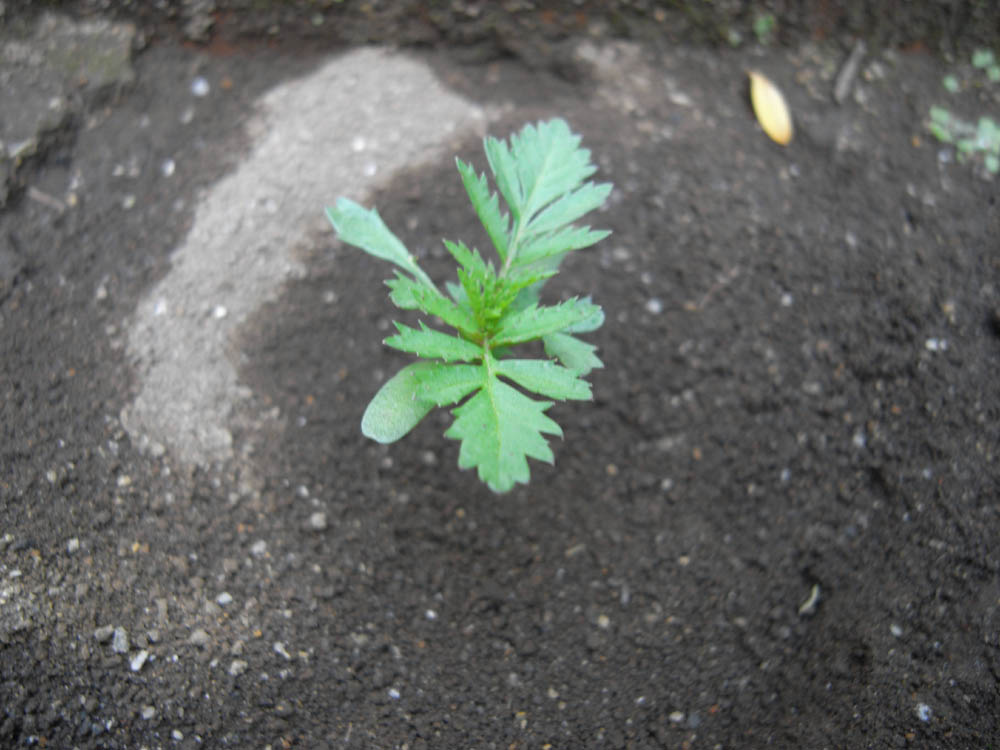 �T���O�S��