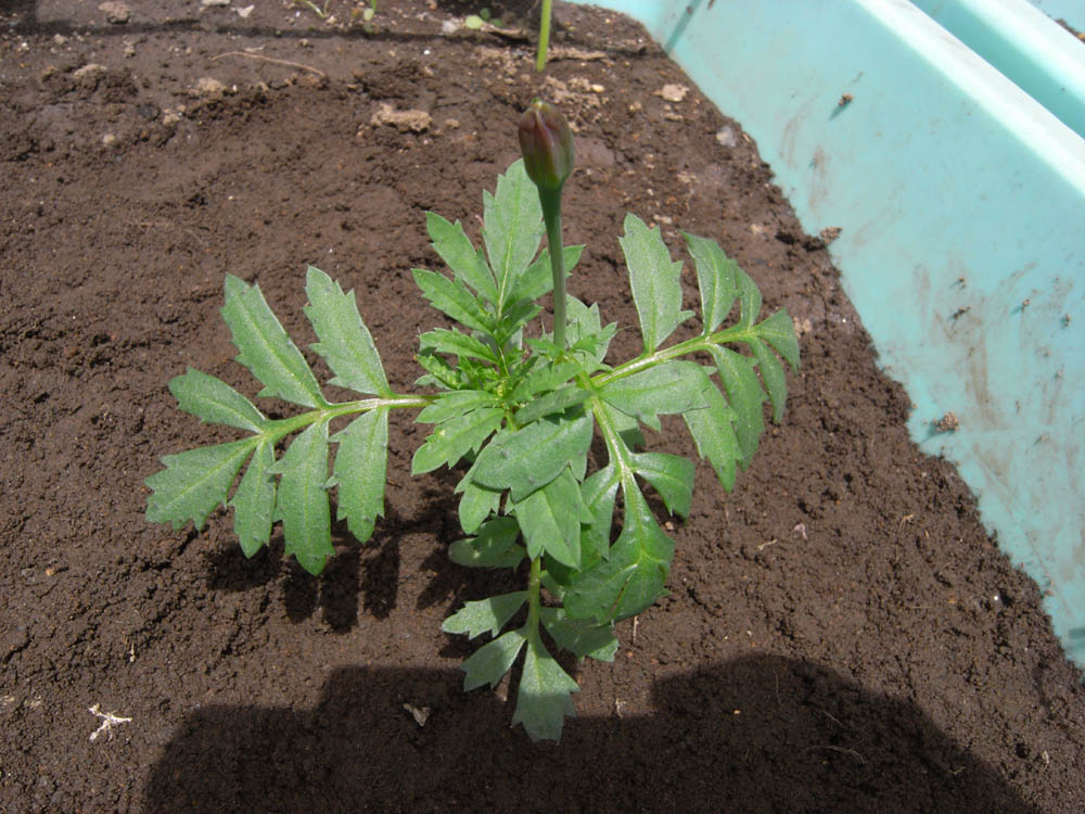 �T���O�V��