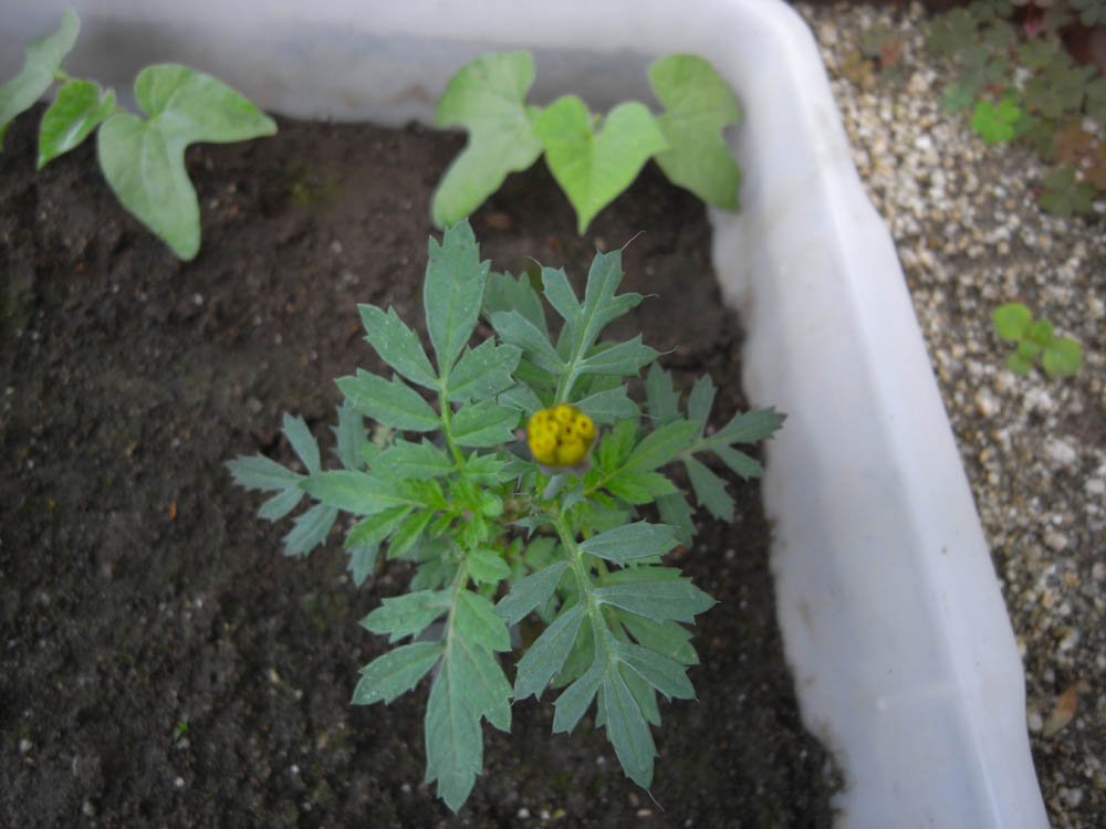 �T���P�R��