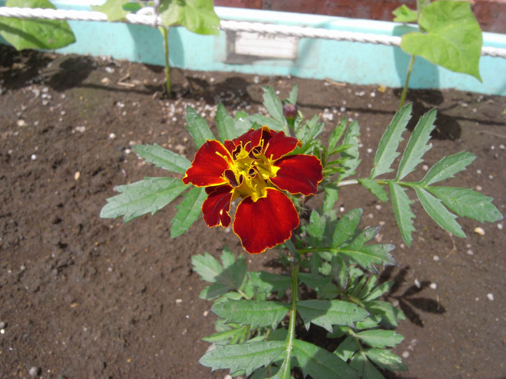 �U���P�S��