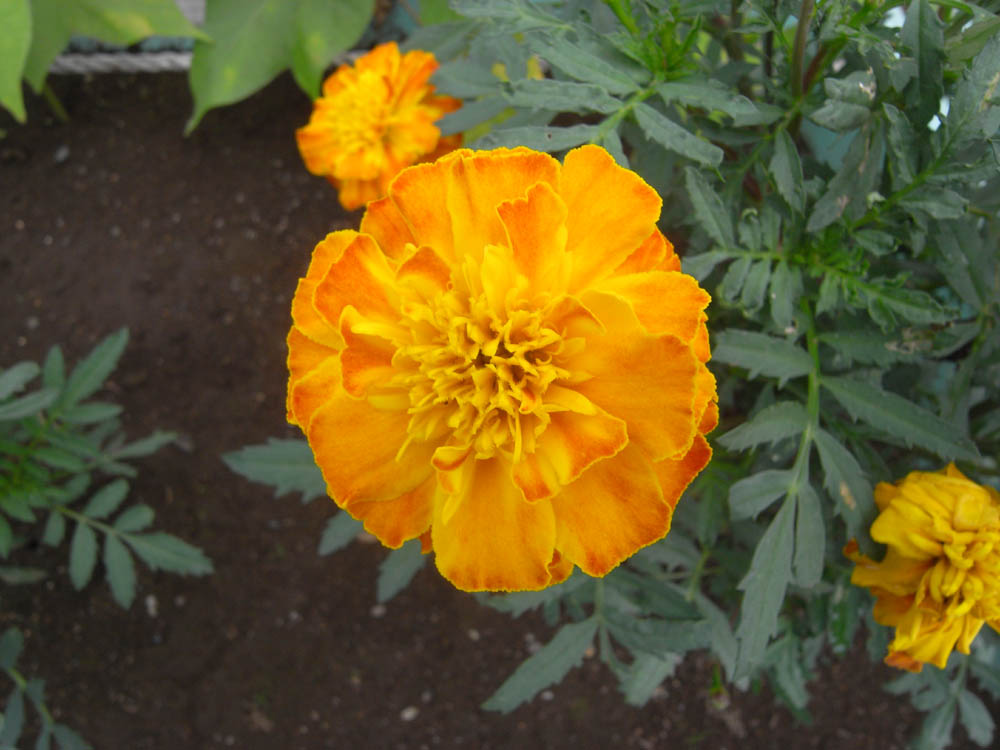 �U���O�P��