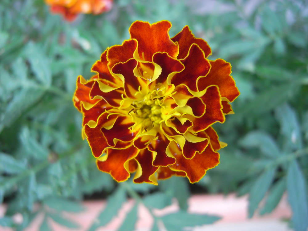 �U���O�R��