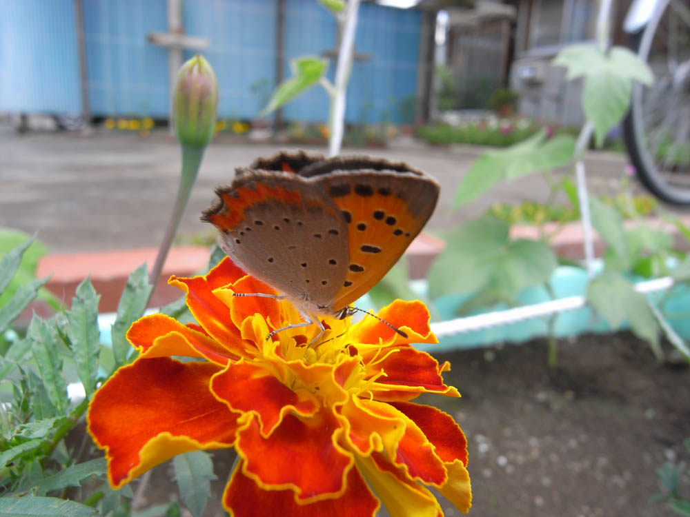 �U���P�Q��