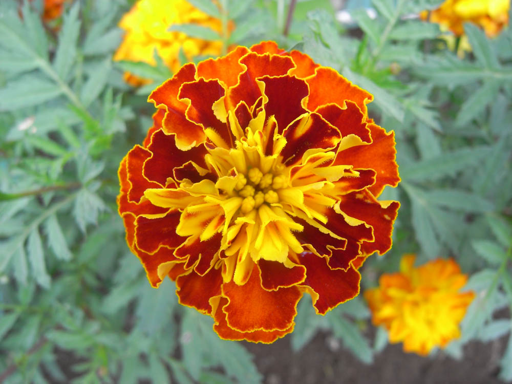 �U���P�T��