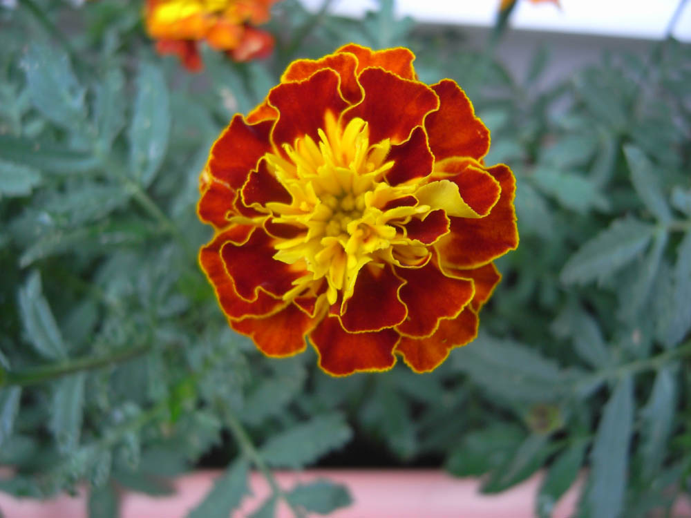 �U���P�V��