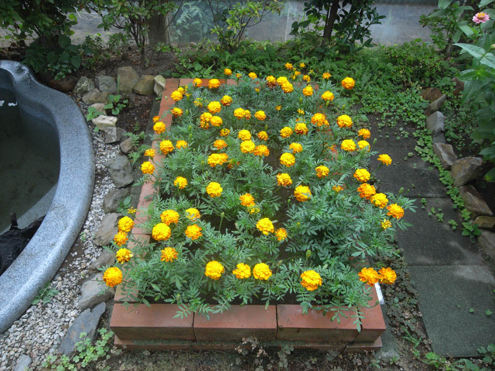 �U���P�X��