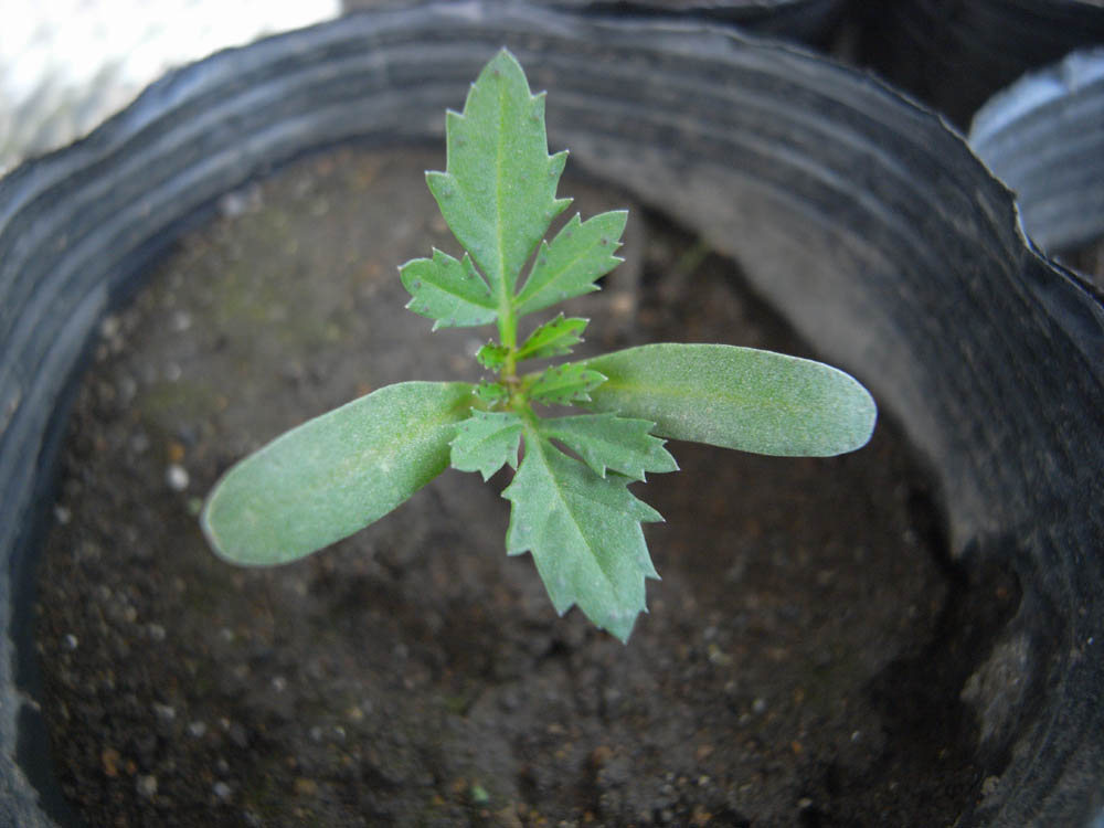 �U���P�S��