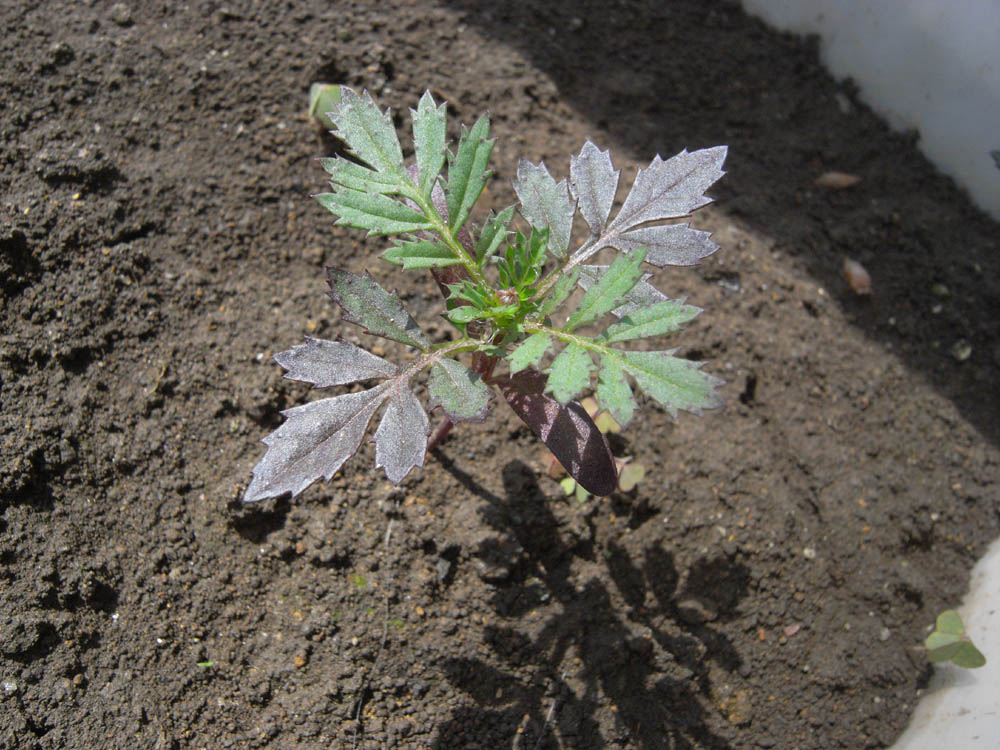 �T���O�V��