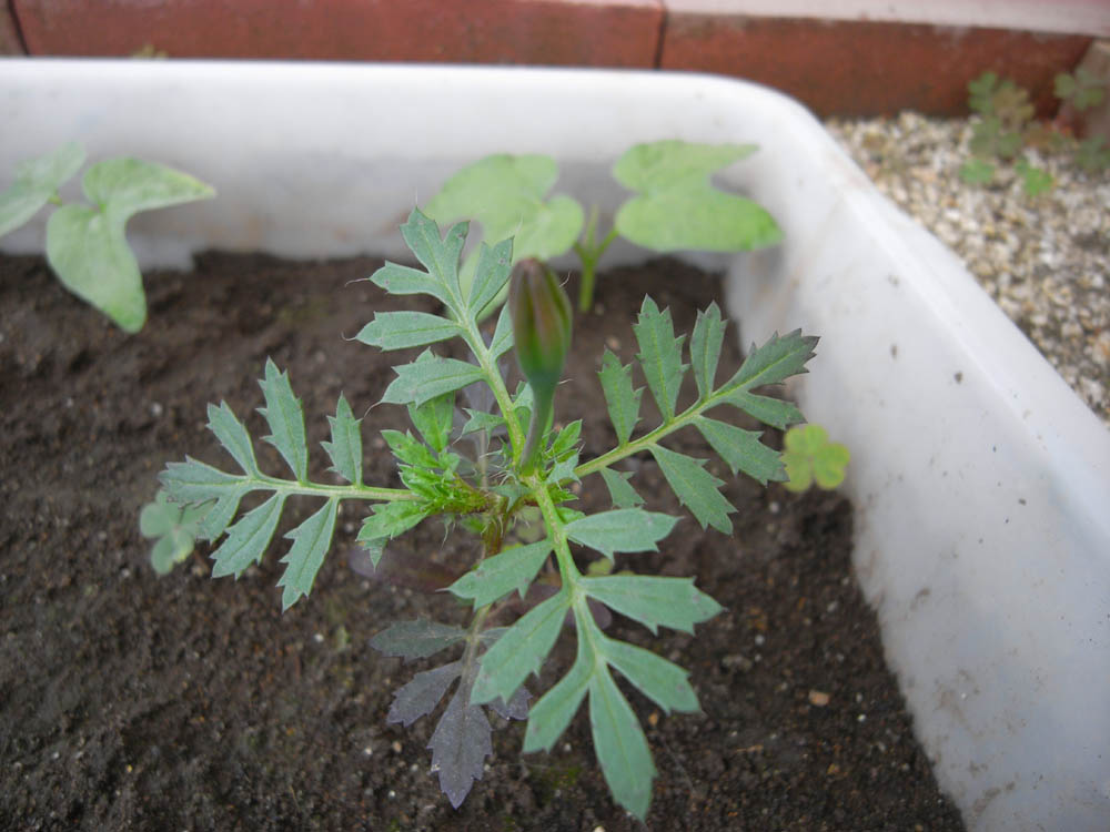 �U���P�S��