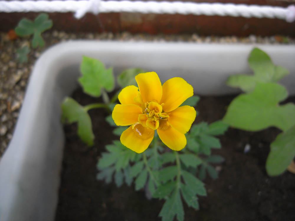 �U���Q�V��